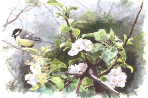 Reproducerad akvarell/giclée - Talgoxe i blommande äppelträd